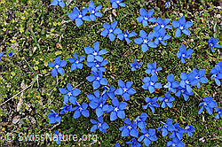 F077404: Enzian Blumenpolster