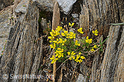 F077408: Immergrünes Felsenblümchen in Felsspalte