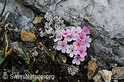F077410: Alpen-Mannsschild