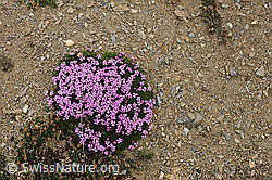 F077413: Kalk-Polsternelke (Silene acaulis) auf kahlem Boden