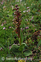 F077421: Grüne Hohlzunge (Coeloglossum viride)