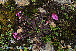 F077427: Kerners Läusekraut (Pedicularis kerneri)