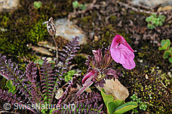 F077428: Kerners Läusekraut (Pedicularis kerneri)