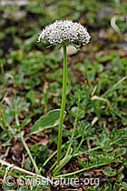 F077439: Zwerg-Mutterwurz (Ligusticum mutellinoides)