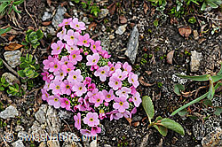 F077441: Alpen-Mannsschild