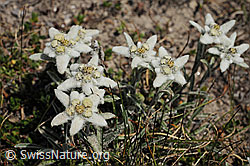 F077454: Edelweiss Gruppe