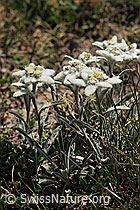 F077456: Mehrere Edelweiss