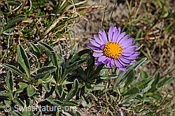 F077462: Alpen-Aster