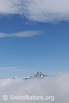 F077676: Bietschhorn über Wolkendecke