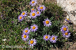 F078510: Alpen-Aster