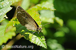 Photo: Aphantopus hyperantus