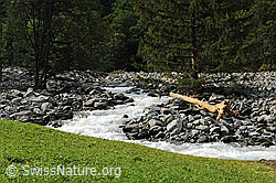 F078899: Aare bei Hohfluh nach den Murgängen