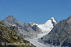 F079486: Finsteraarrothorn, Fieschergletscher und Oberaarhorn