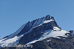 F079710: Rimpfischhorn
