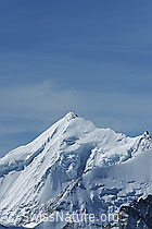 F079966: Portrait Weisshorn