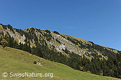 F080559: Schimbrig von Chätterech