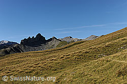 F080628: Lobhörner und Schwalmere