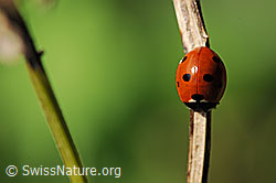 Siebenpunkt Marienkäfer (Coccinella septempunctata) (F081654)