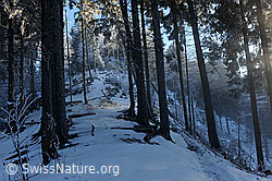 F081926: Stimmungsvolle Waldlandschaft im Winter
