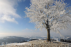 F082113: Mit Raureif belegter Baum