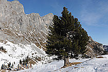 F082600: Stattliche Föhre in Winterlandschaft