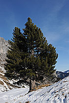 F082602: Föhre