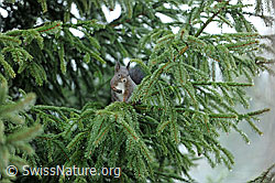 Foto: Eichhörnchen (Sciurus vulgaris)