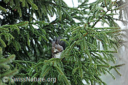 Foto: Eichhörnchen (Sciurus vulgaris)