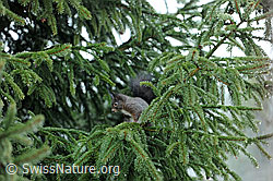 Foto: Eichhörnchen (Sciurus vulgaris)