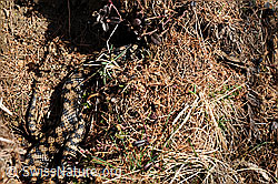 F083690: Gut getarnte Aspisviper (Vipera aspis)