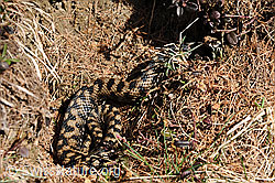 F083693: Aspisviper (Vipera aspis)