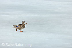 F084208: Wildente läuft über Eisfläche