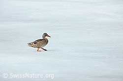 F084209: Ente läuft elegant über das Eis