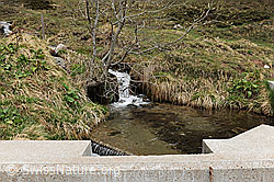F084495: Kleine Wasserfassung mit Überlauf