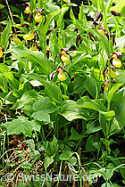 F085141: Orchideen: Frauenschuh