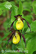 F085148: Frische, gelbe Blüten des Frauenschuh