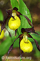 F085150: Blüten des Frauenschuh