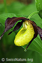 F085151: Blüte des Frauenschuh mit Wassertropfen