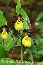 F085154: Frauenschuh, wildwachsende Orchidee