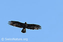 F086117: Adler (Steinadler)