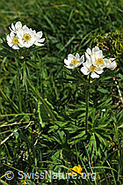 Foto: Narzissenblütige Anemone