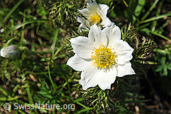 F086228: Weisse Alpen-Anemone, Blüte