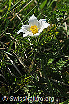F086230: Weisse Alpen-Anemone
