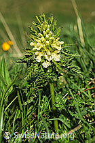 F086239: Blattreiches Läusekraut