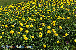 F086256: Gelbe Blumenwiese (Bergfrühling)