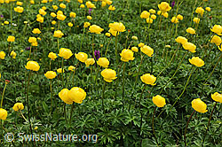 F086265: Bergfrühling mit blühenden Ankebälli
