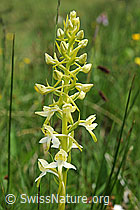 F086296: Weisses Breitkölbchen (Platanthera bifolia)
