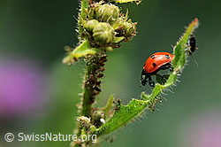 Siebenpunkt Marienkäfer (Coccinella septempunctata) (F086586)