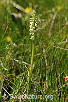 F086696: Weisszunge (Pseudorchis albida)