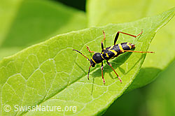 Gemeiner Widderbock (Clytus arietis) (F086841)
